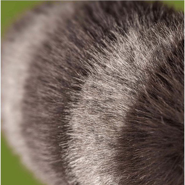 Jellycat Trixiwoo Raccoon stuffed animal Jellycat